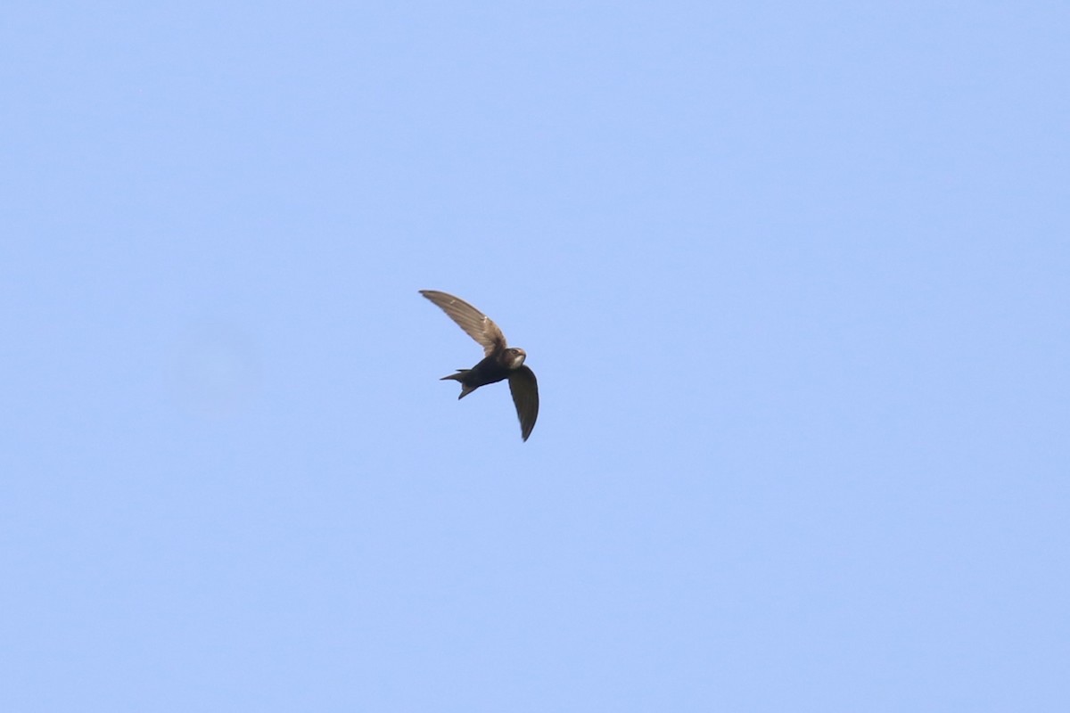 White-rumped Swift - ML620649834