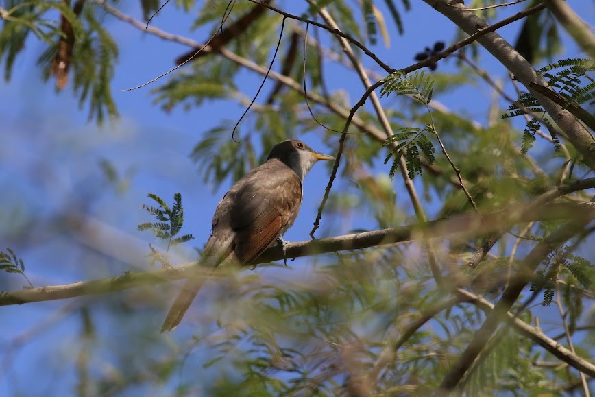 Yellow-billed Cuckoo - ML620649835