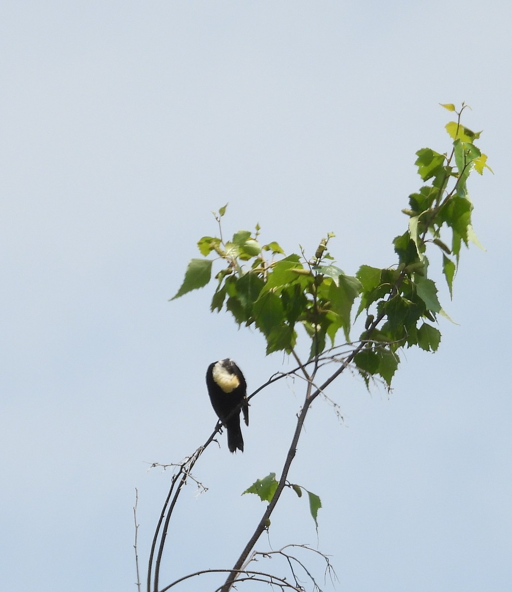 bobolink - ML620649836