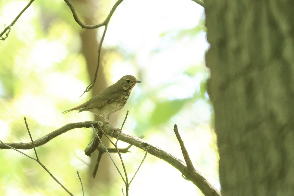 Swainson's Thrush - ML620649840