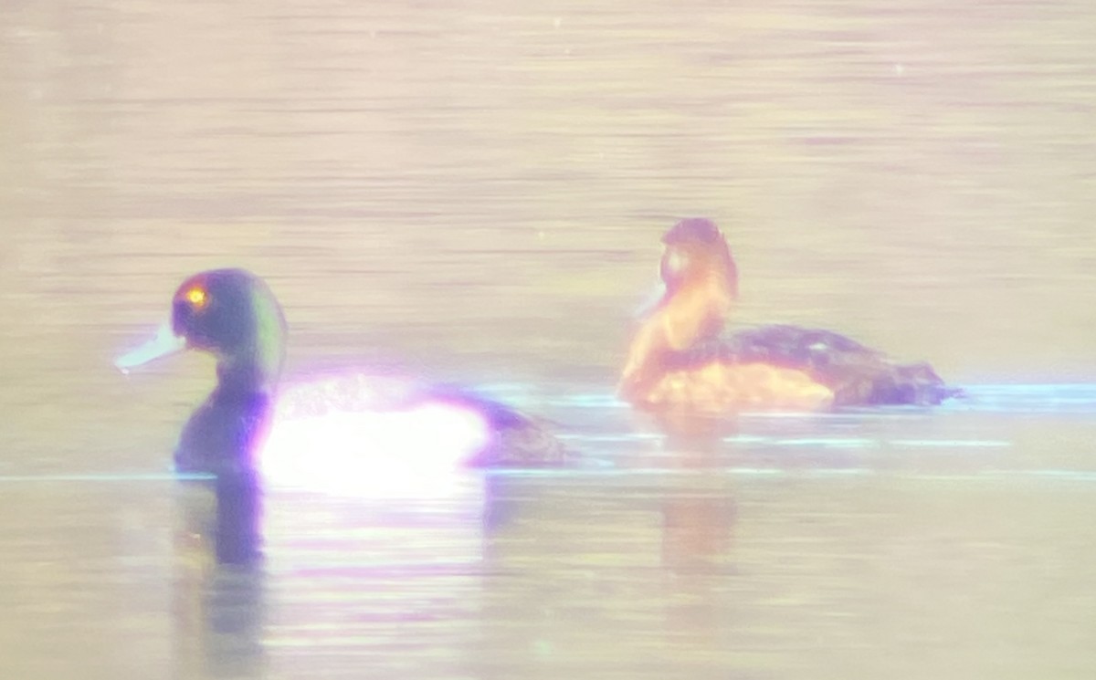 Greater Scaup - ML620649841