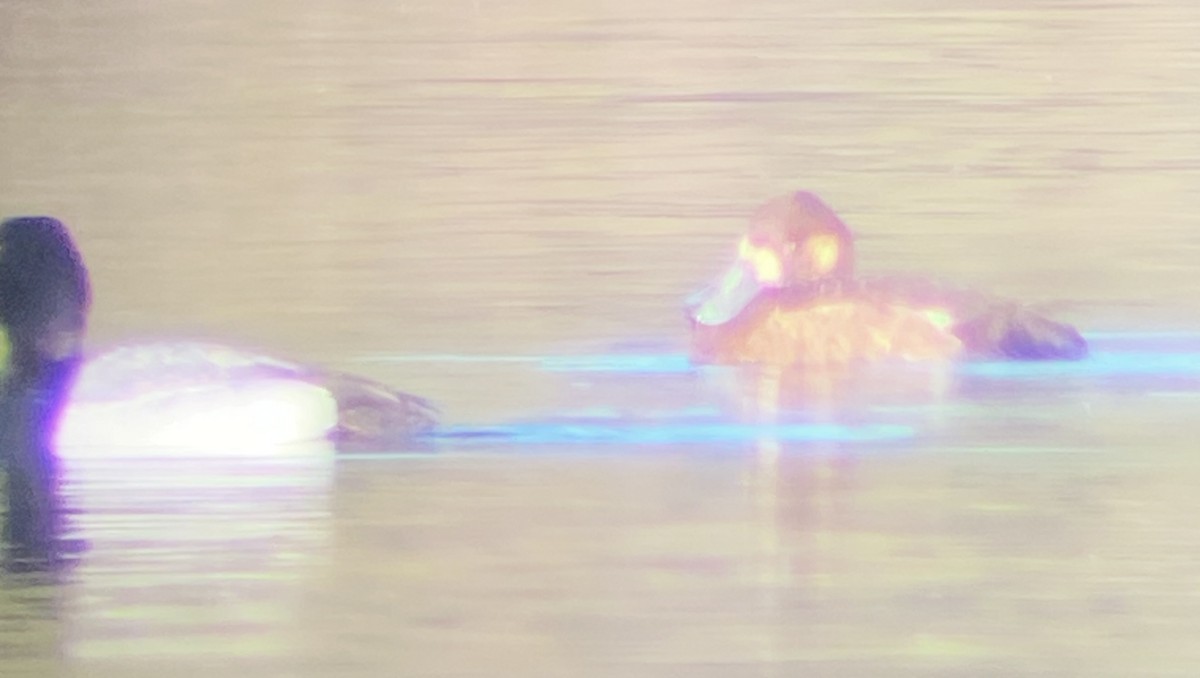 Greater Scaup - ML620649842