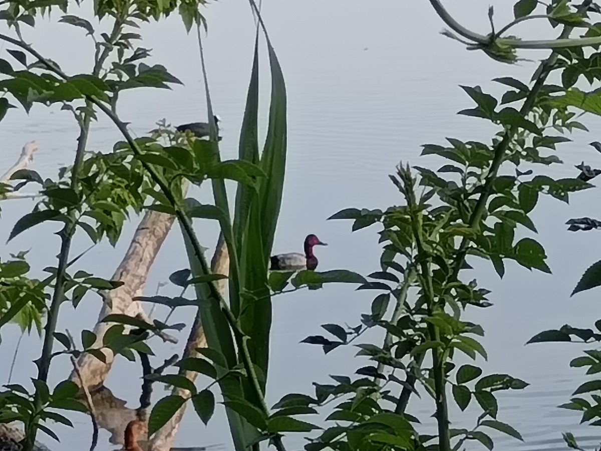 Common Pochard - ML620649844