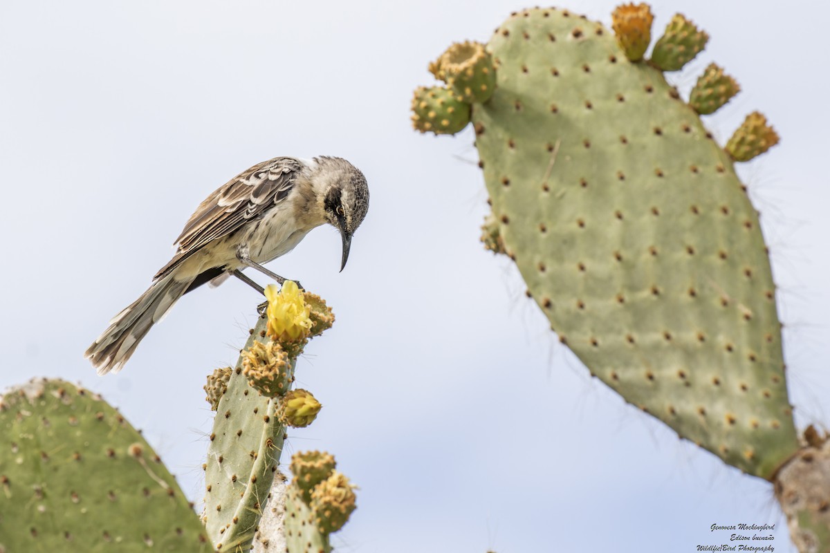 Galapagos Mockingbird - ML620649845