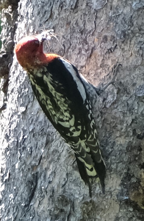 Red-breasted Sapsucker - ML620649846