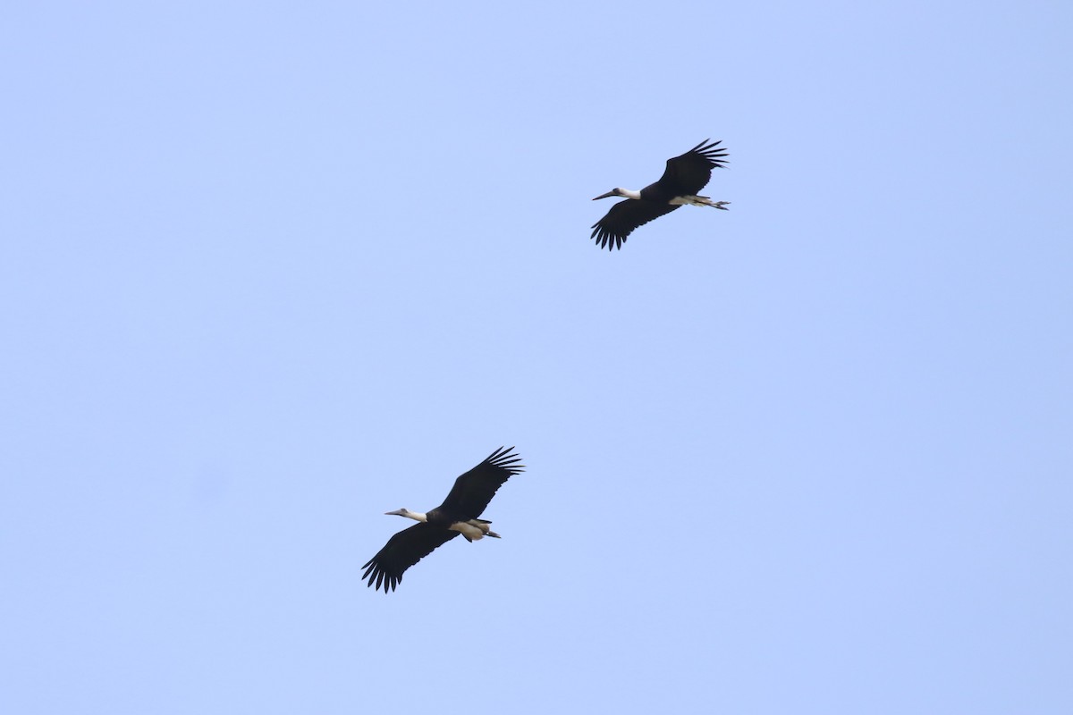 African Woolly-necked Stork - ML620649848