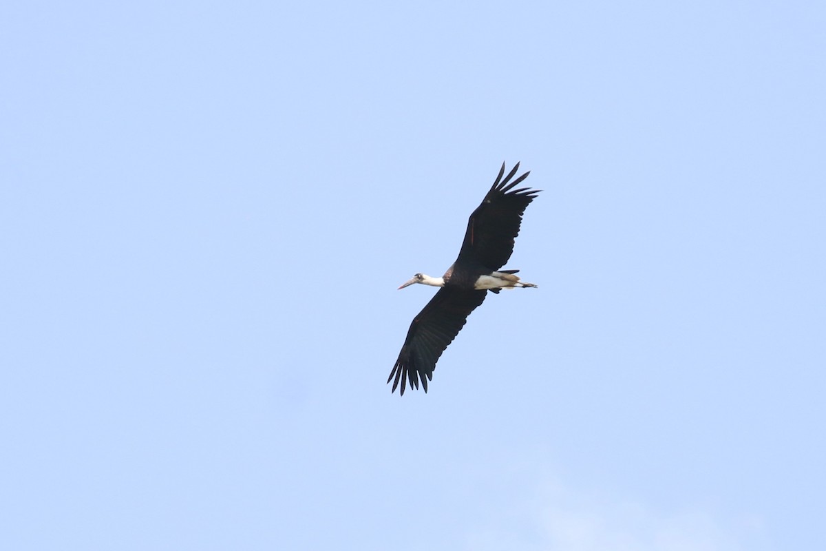 African Woolly-necked Stork - ML620649849
