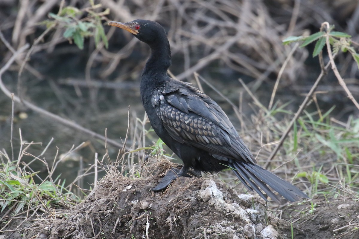 Long-tailed Cormorant - ML620649856