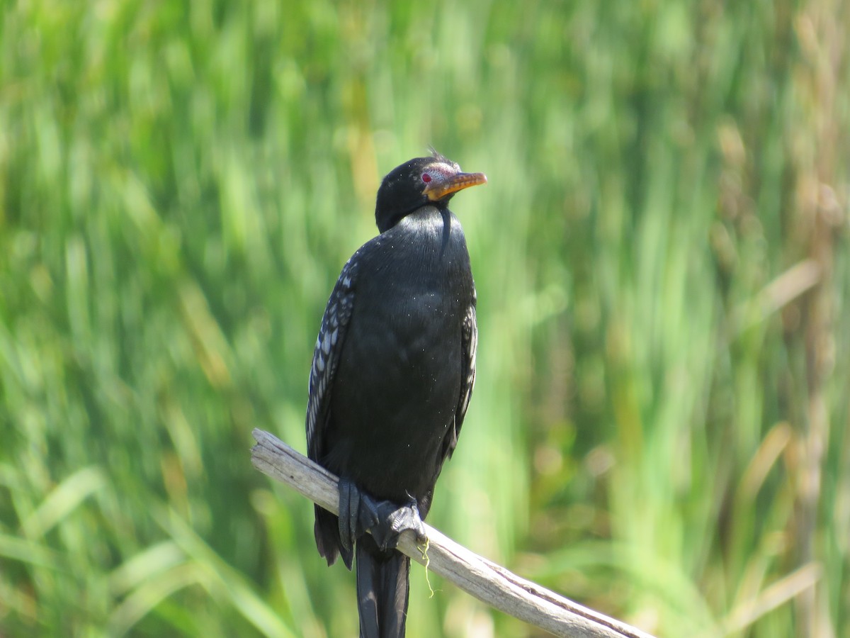 Long-tailed Cormorant - ML620649859