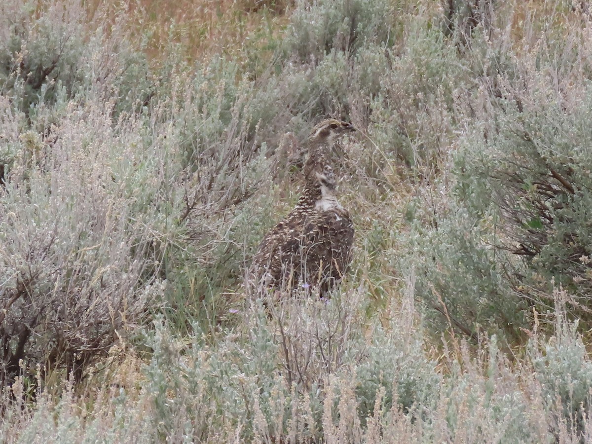 Greater Sage-Grouse - ML620649865