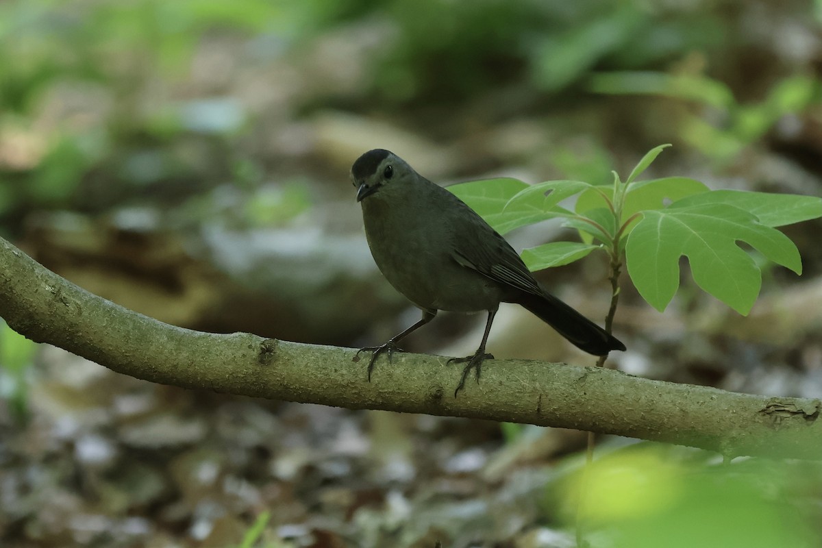 Gray Catbird - ML620649866