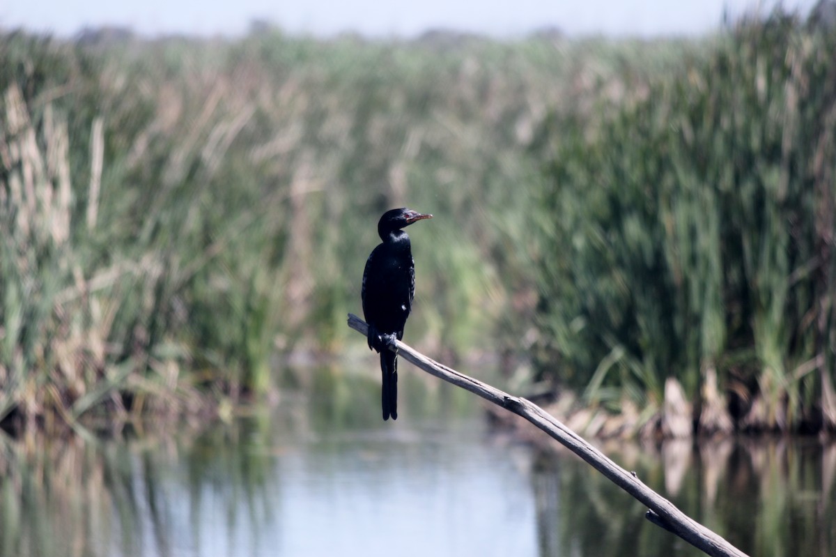 Long-tailed Cormorant - ML620649867