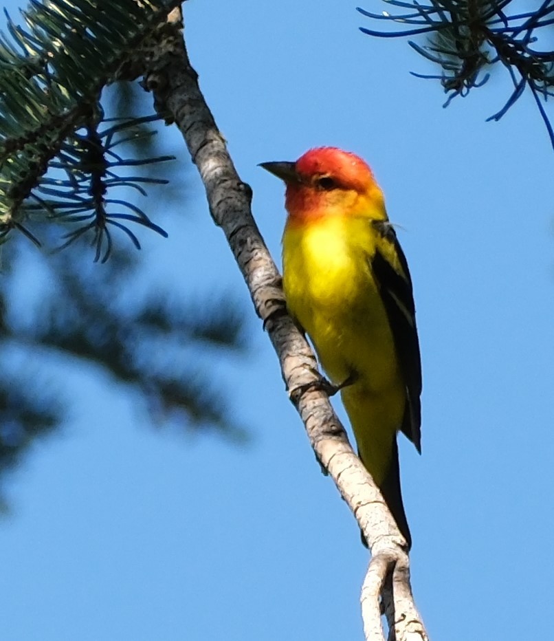 Western Tanager - ML620649868