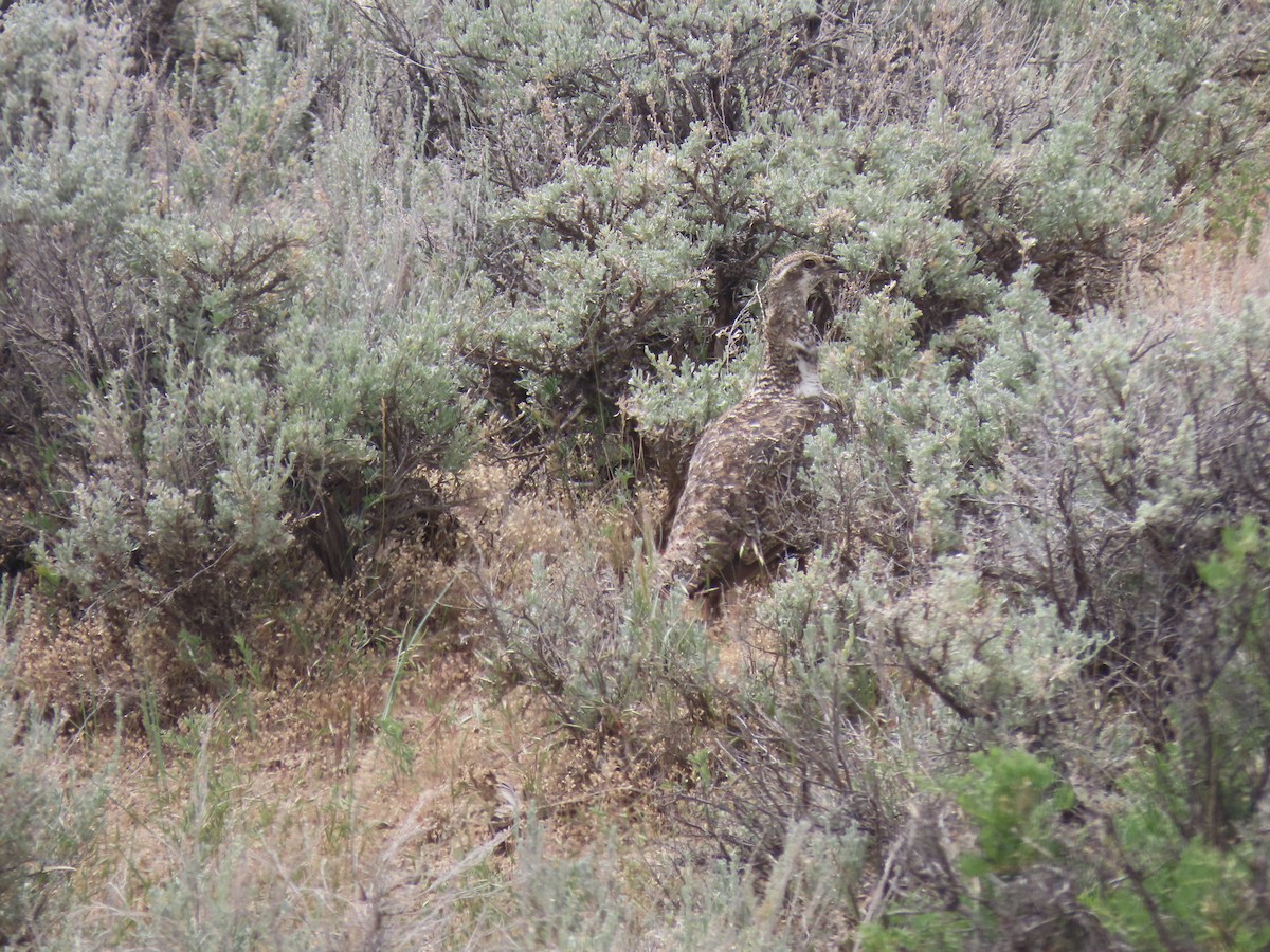 Greater Sage-Grouse - ML620649869