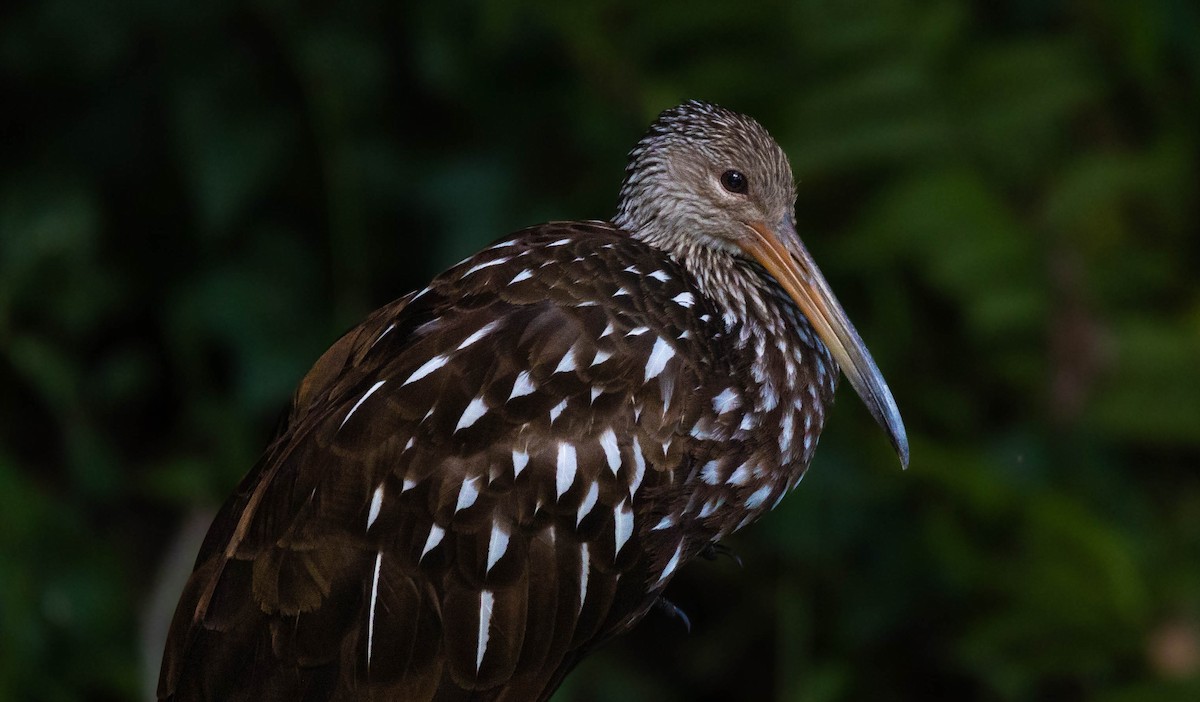 Limpkin - ML620649870