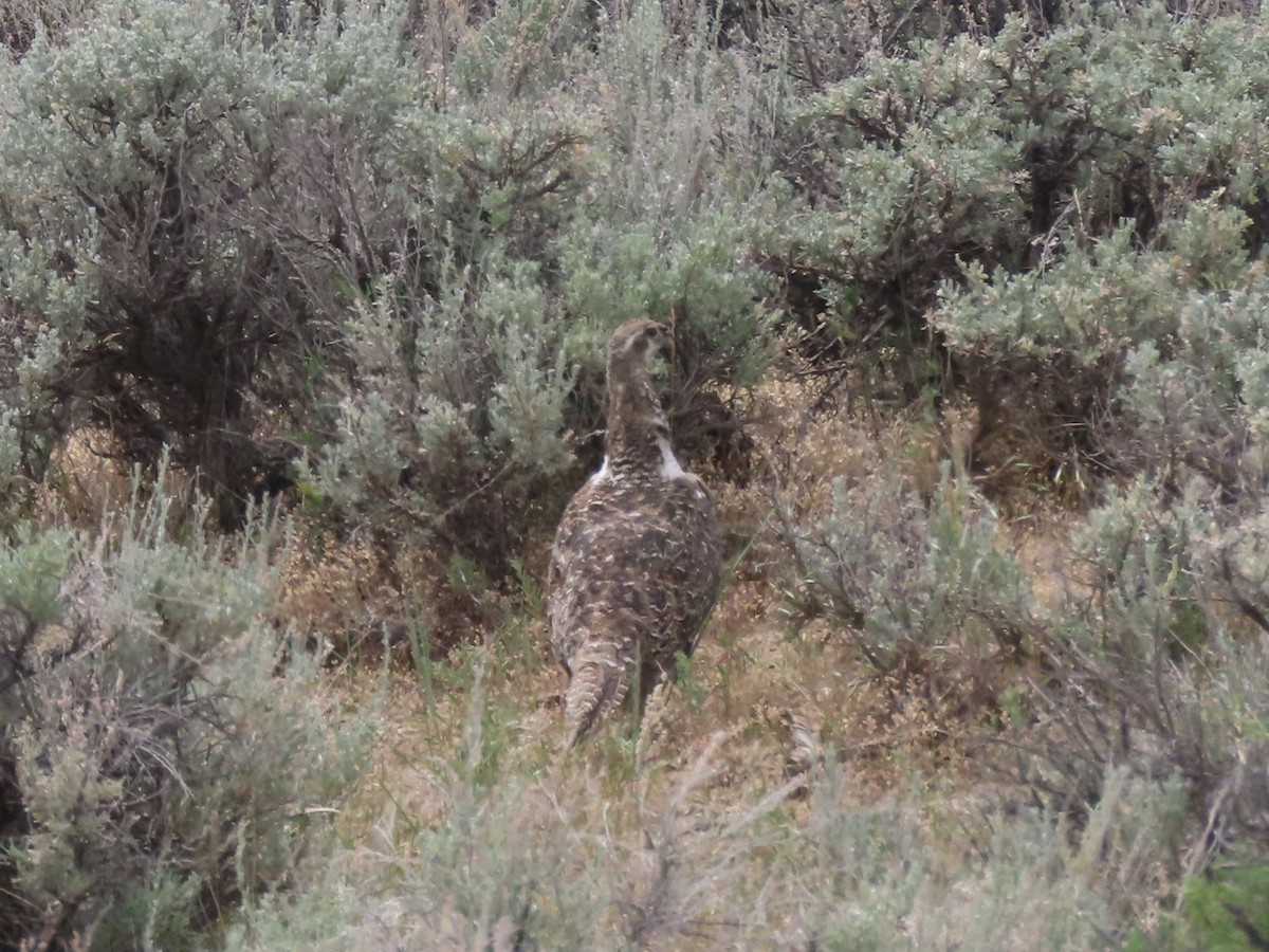 Greater Sage-Grouse - ML620649878