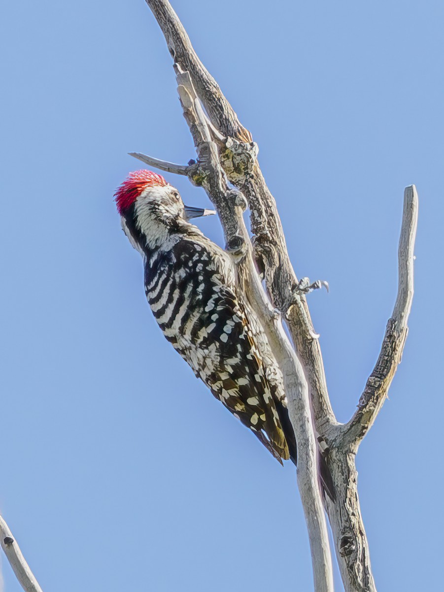 Ladder-backed Woodpecker - ML620649881