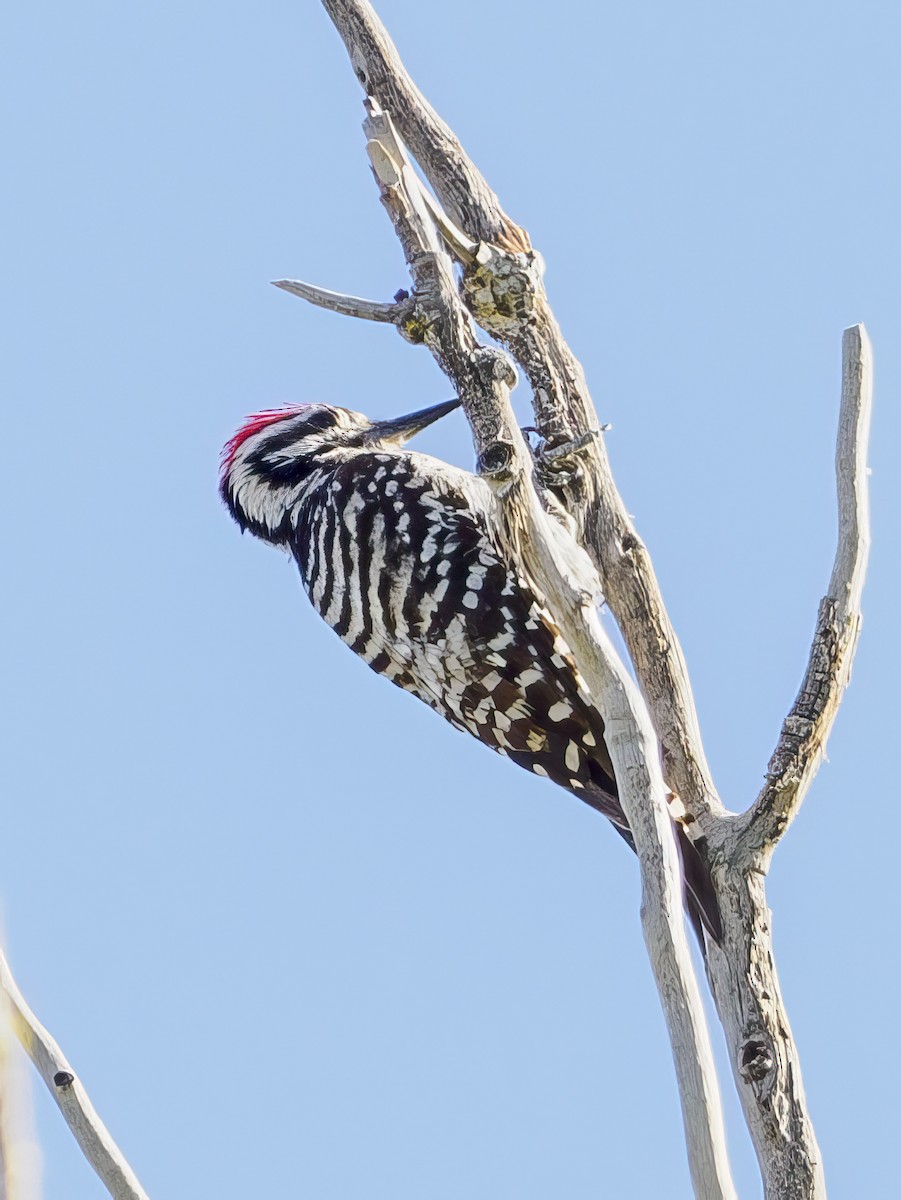 Ladder-backed Woodpecker - ML620649883