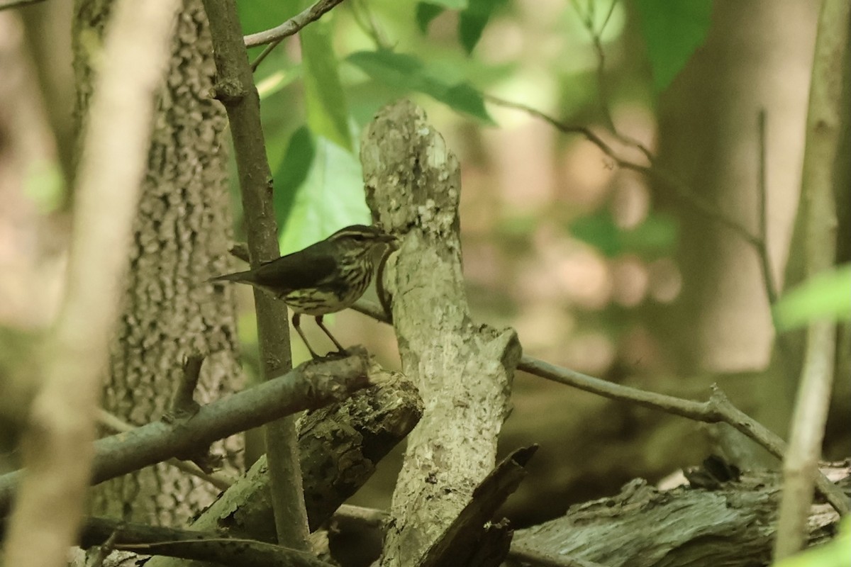 Northern Waterthrush - ML620649885