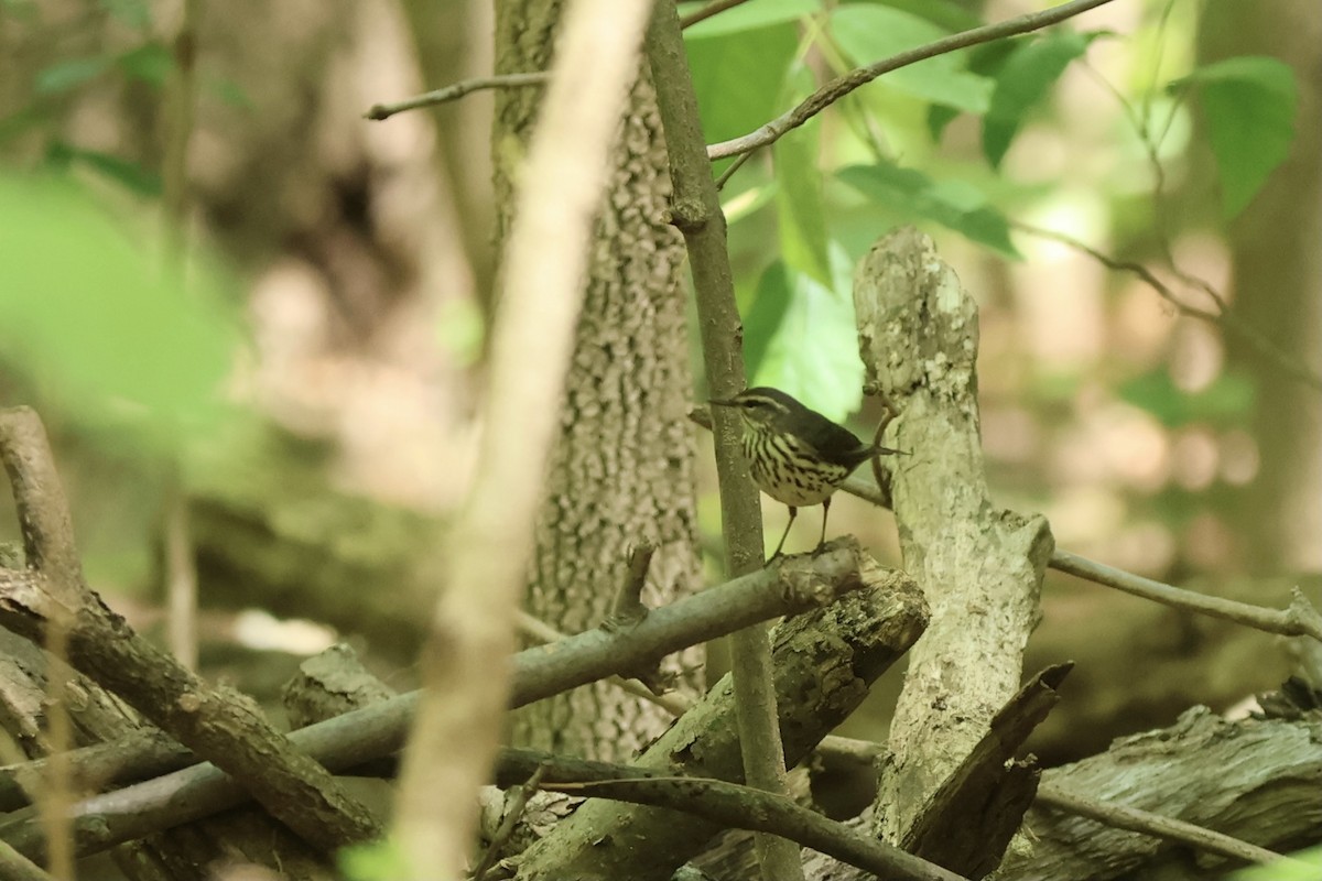 Northern Waterthrush - ML620649886