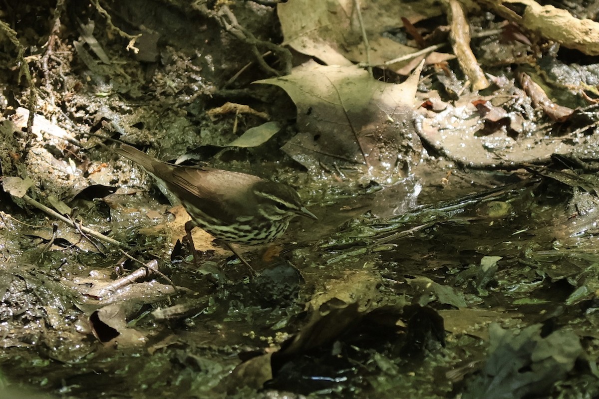 Northern Waterthrush - ML620649887