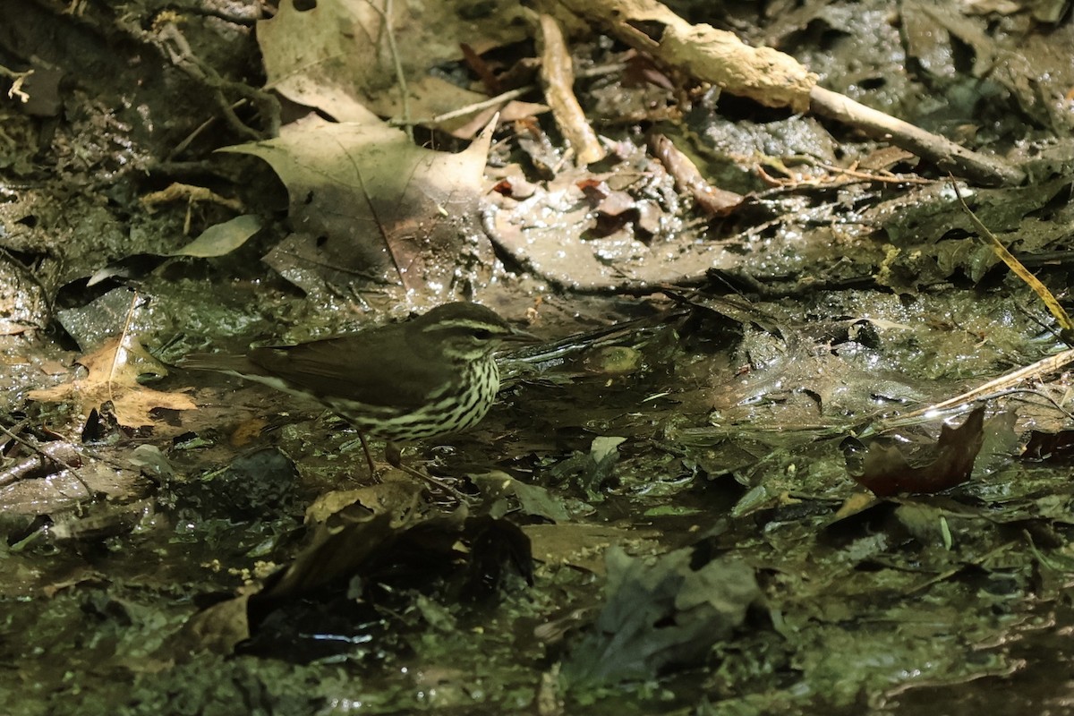 Northern Waterthrush - Peyton Stone