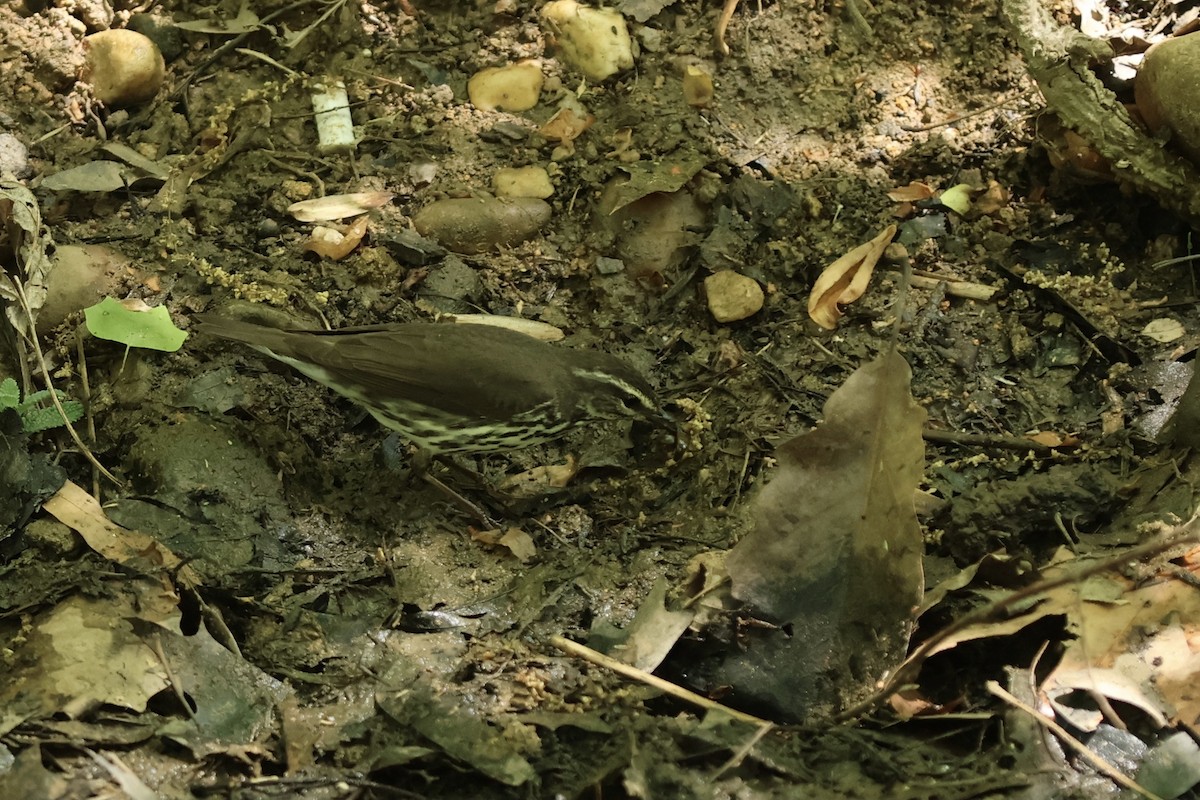 Northern Waterthrush - ML620649889