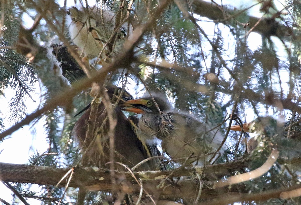 Green Heron - ML620649891