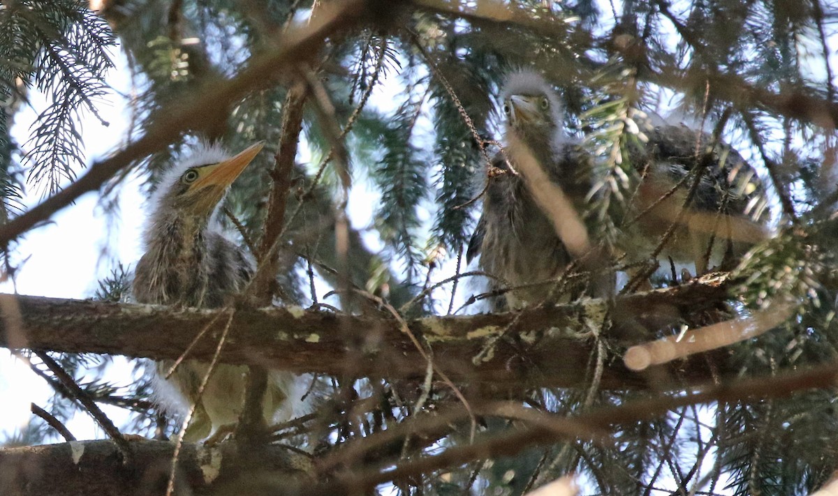 Green Heron - ML620649892