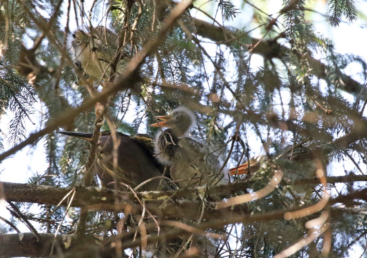 Green Heron - ML620649894