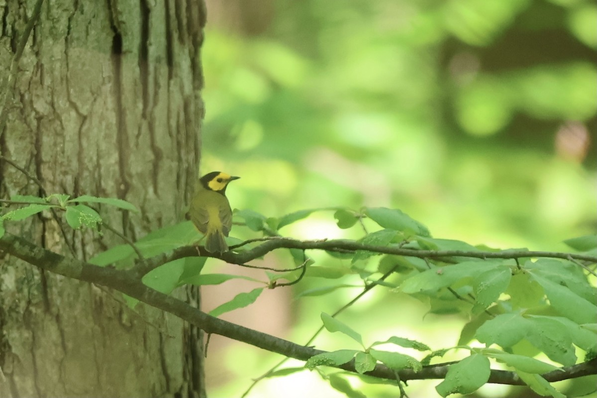 Hooded Warbler - Peyton Stone