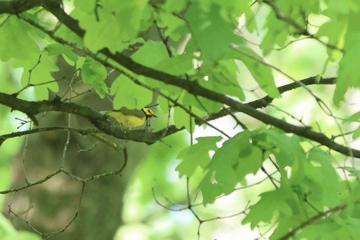 Hooded Warbler - ML620649900