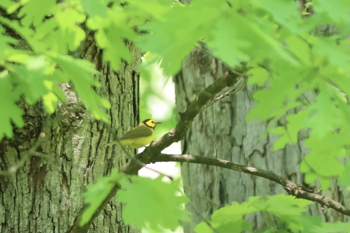 Hooded Warbler - ML620649901