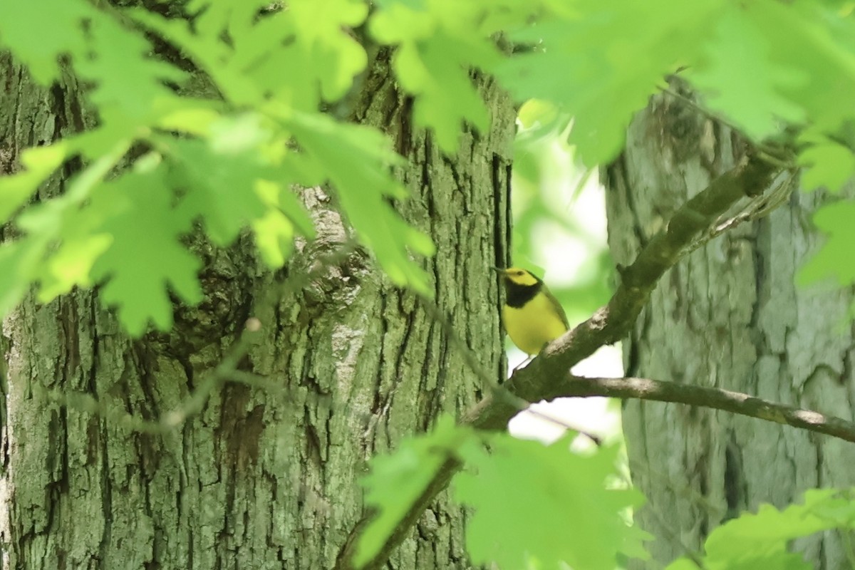 Hooded Warbler - Peyton Stone