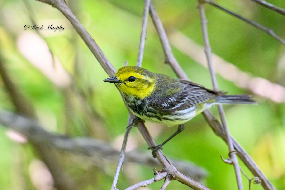 Black-throated Green Warbler - ML620649905