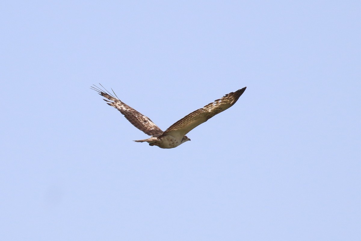 Black-chested Snake-Eagle - ML620649906