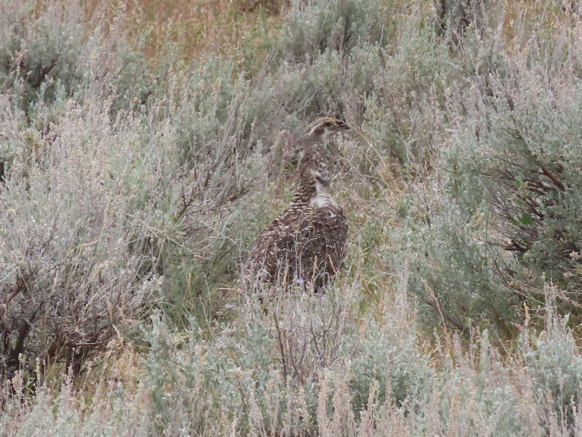 Greater Sage-Grouse - ML620649908