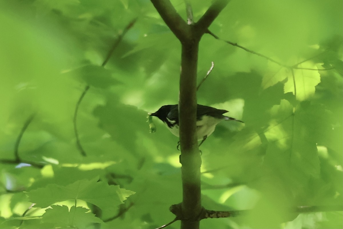 Black-throated Blue Warbler - ML620649909