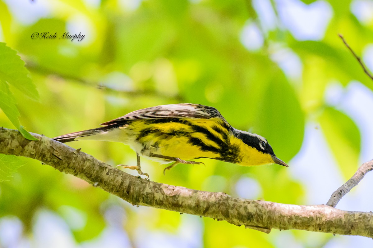 Magnolia Warbler - ML620649913