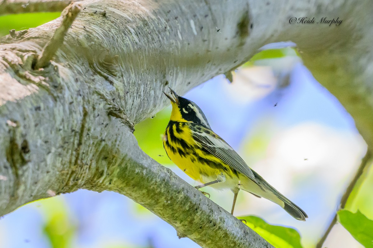 Magnolia Warbler - ML620649914