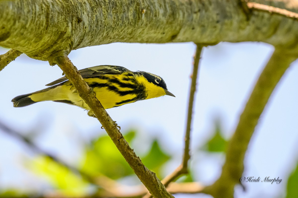 Magnolia Warbler - Heidi Murphy