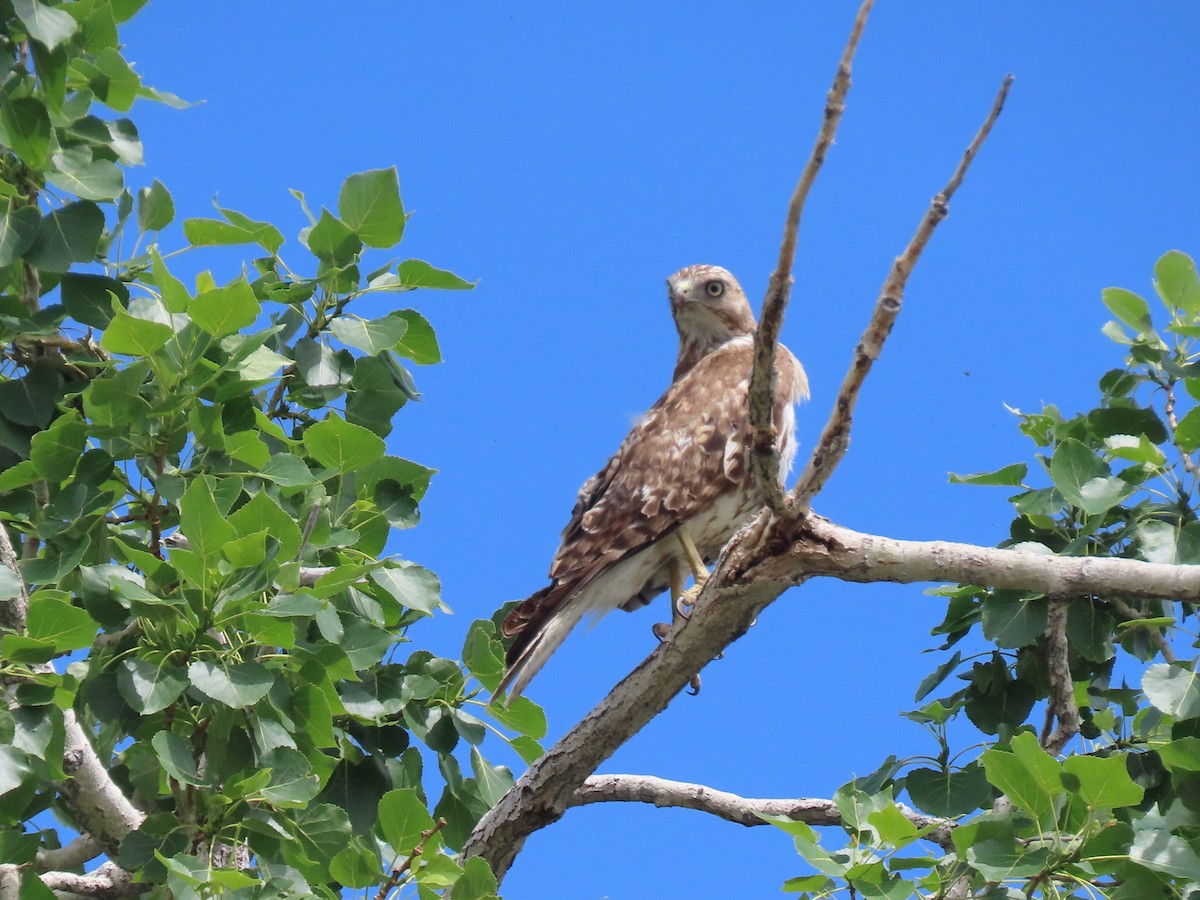 Red-tailed Hawk - ML620649917