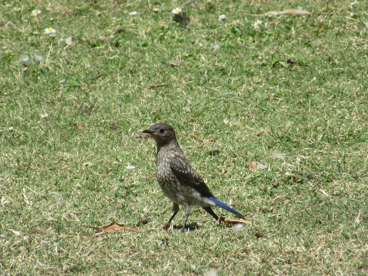 Western Bluebird - ML620649918