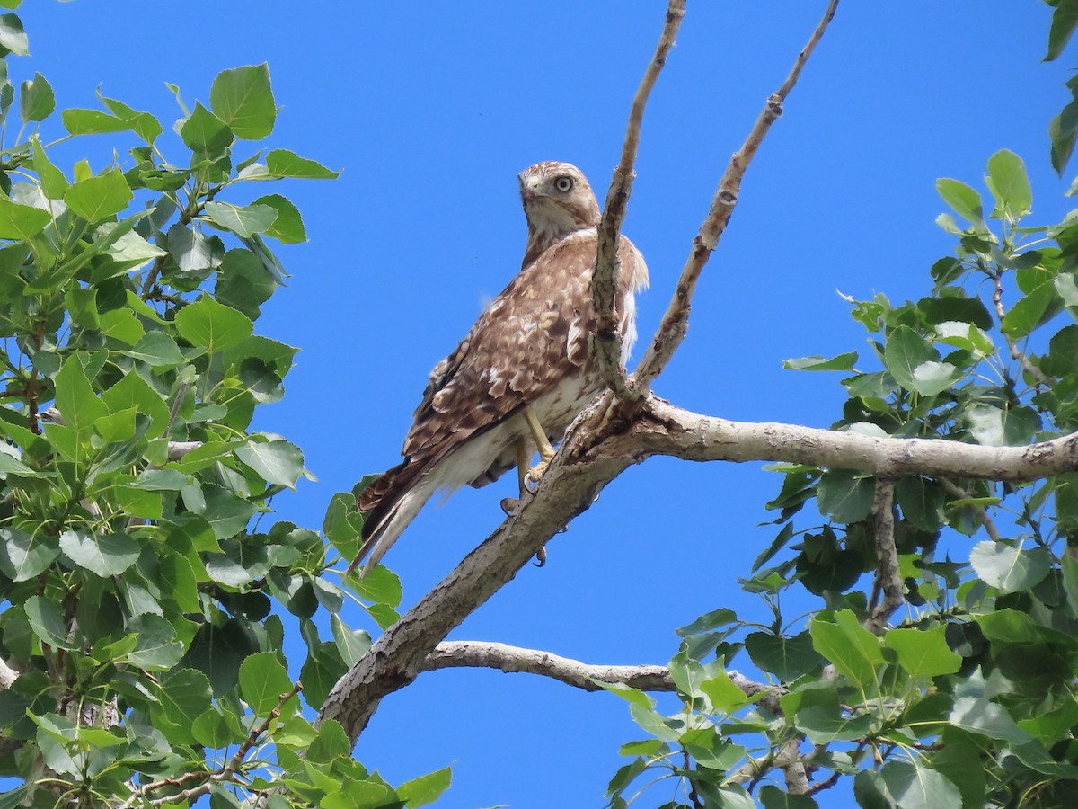 Rotschwanzbussard - ML620649919