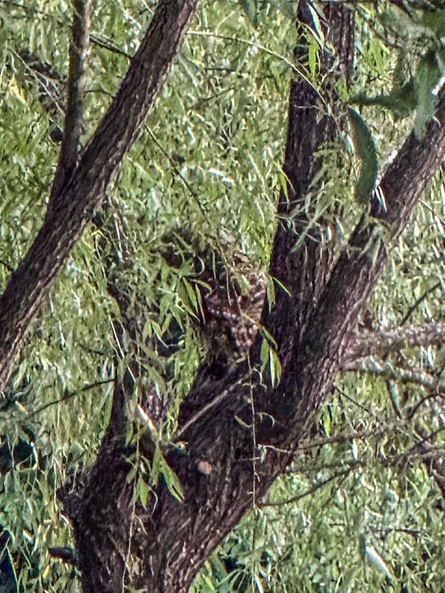 Barred Owl - ML620649920