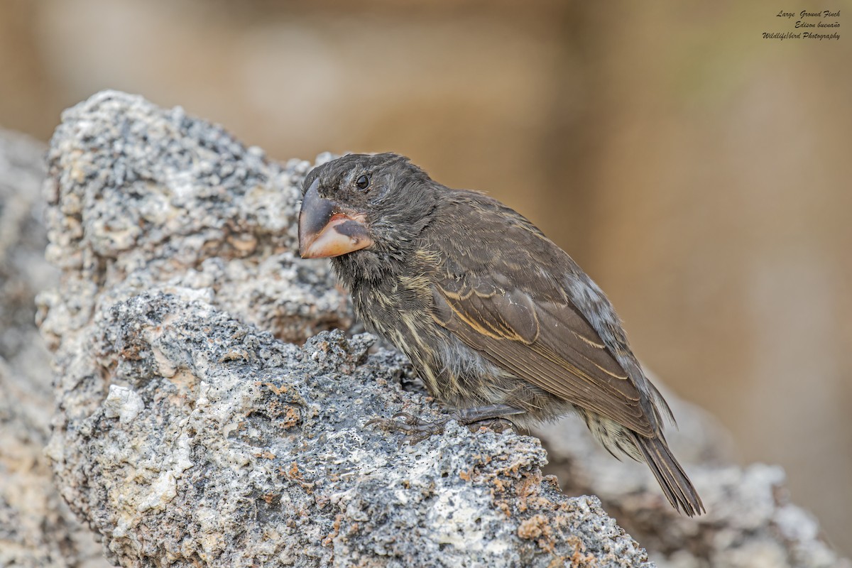 Large Ground-Finch - ML620649922