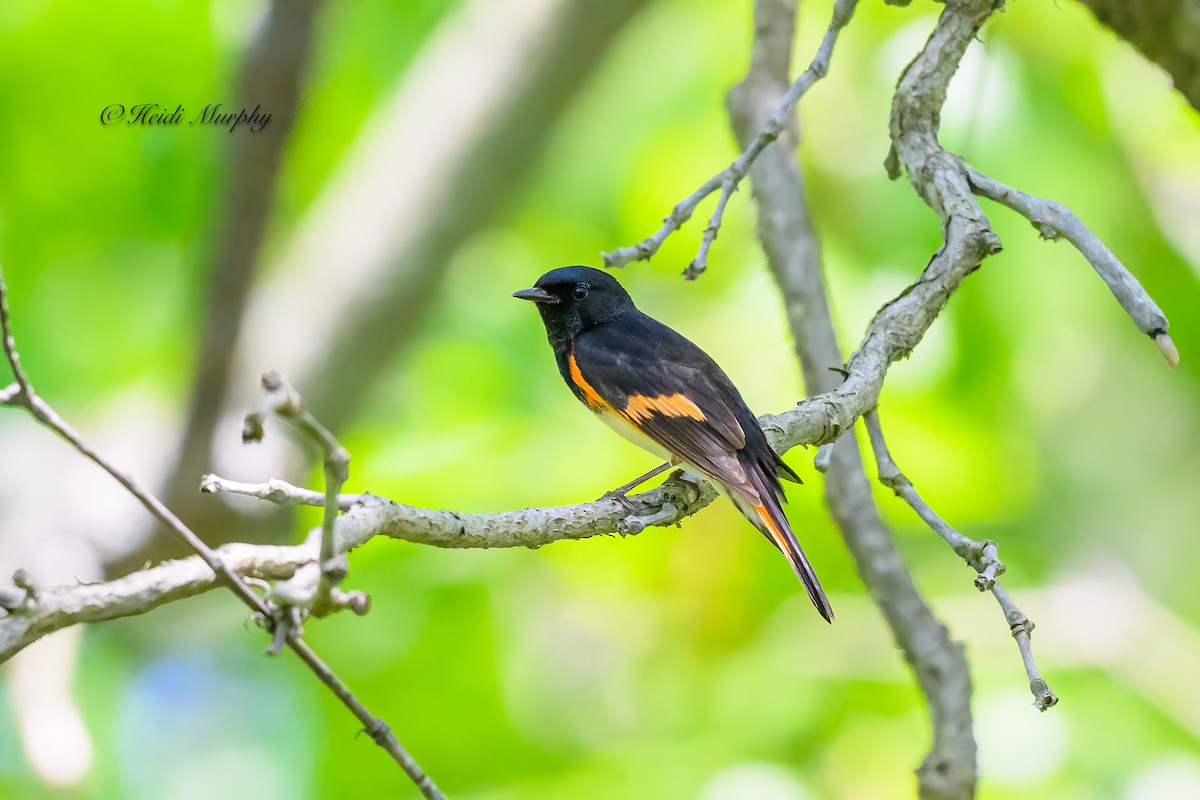 American Redstart - ML620649925