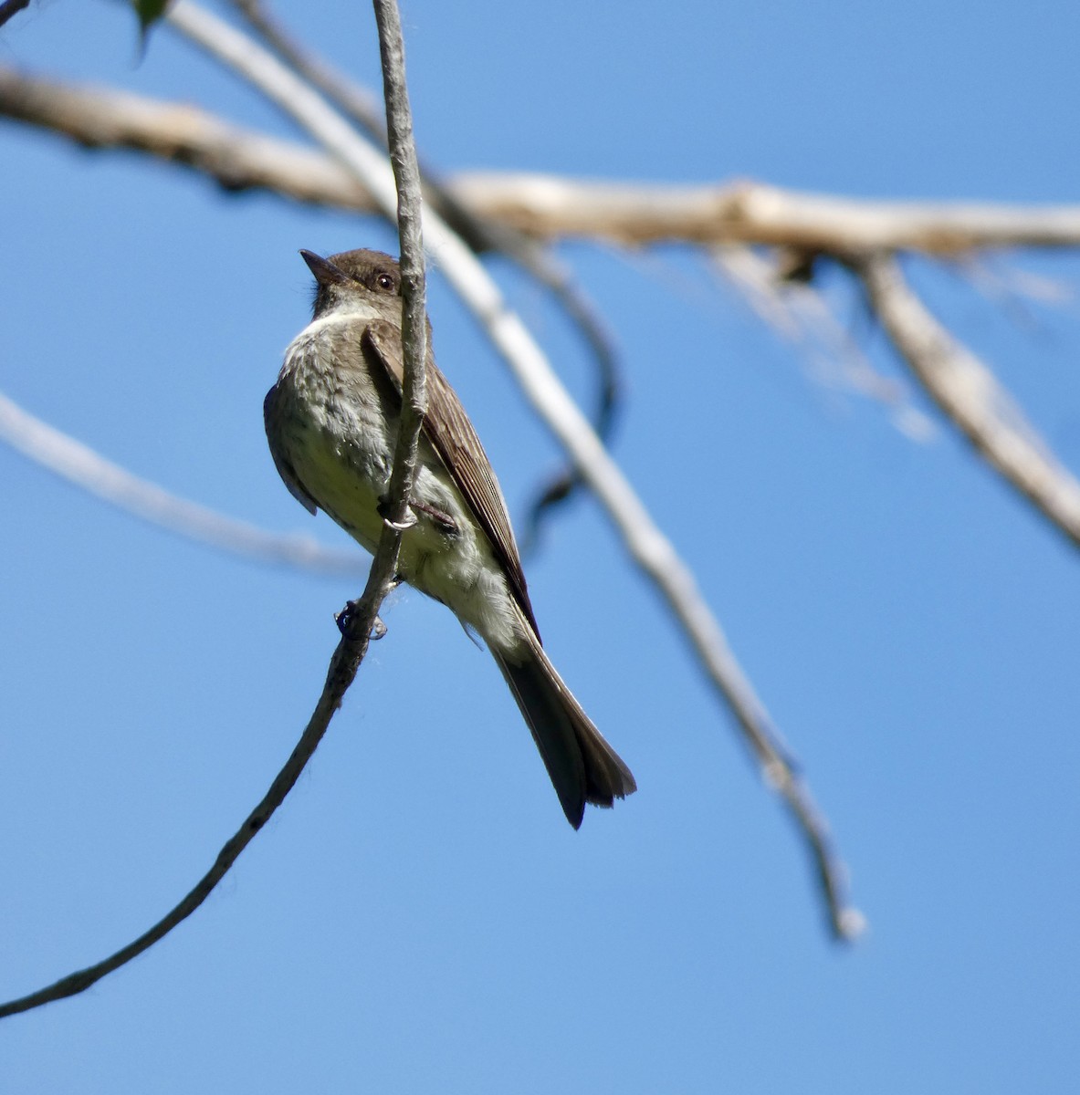 Black x Eastern Phoebe (hybrid) - ML620649930