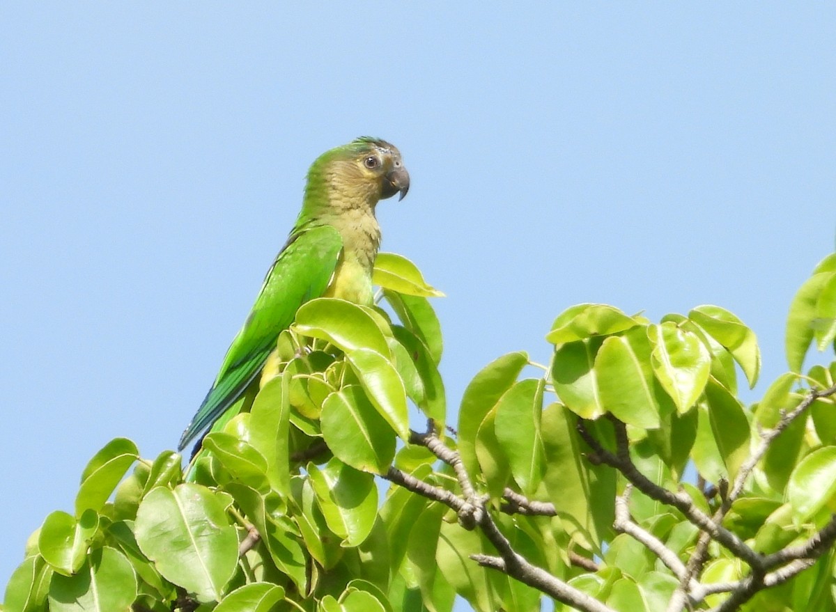 Aratinga Pertinaz - ML620649931