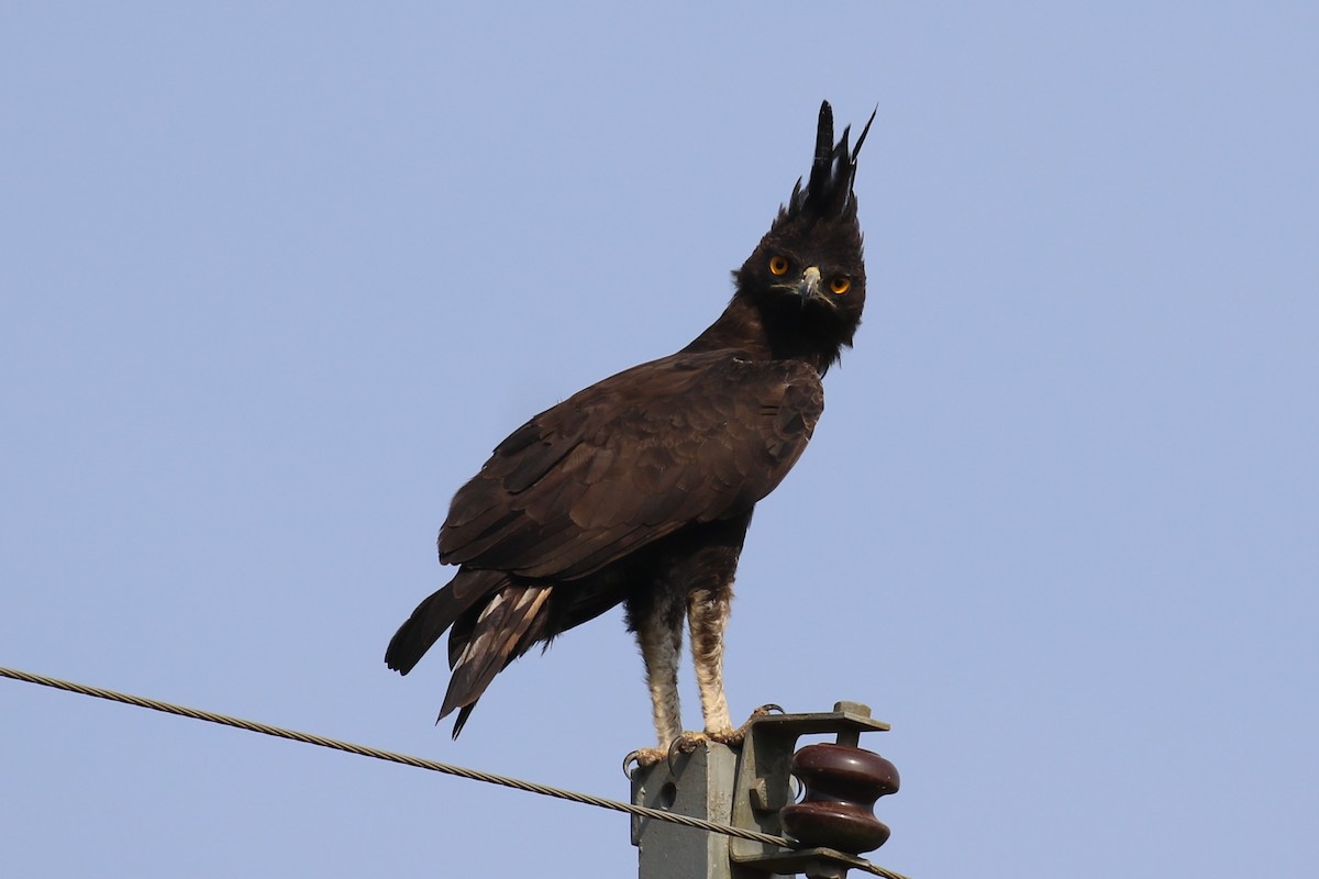 Long-crested Eagle - ML620649933